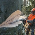 Pilarka Spalinowa STIHL MS 661 C-M